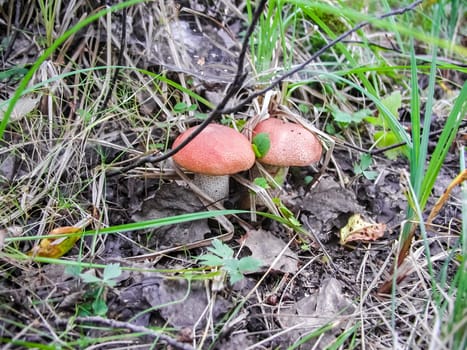Forest mushrooms. Edible mushrooms in the forest litter. Mushrooms in the forest