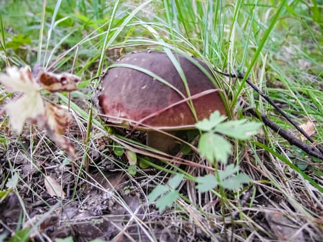 Forest mushrooms. Edible mushrooms in the forest litter. Mushrooms in the forest