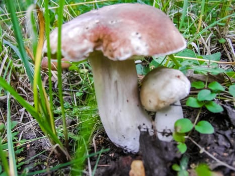 Forest mushrooms. Edible mushrooms in the forest litter. Mushrooms in the forest
