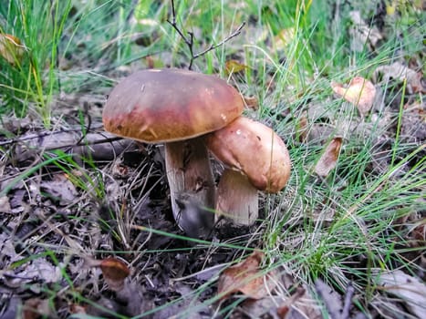 Forest mushrooms. Edible mushrooms in the forest litter. Mushrooms in the forest