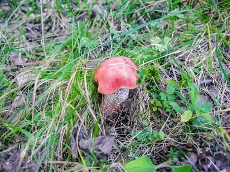 Forest mushrooms. Edible mushrooms in the forest litter. Mushrooms in the forest