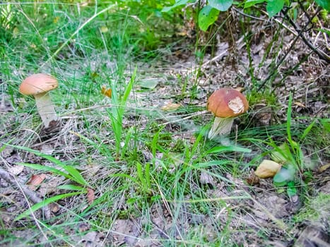 Forest mushrooms. Edible mushrooms in the forest litter. Mushrooms in the forest