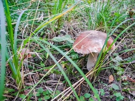 Forest mushrooms. Edible mushrooms in the forest litter. Mushrooms in the forest