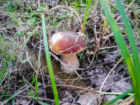 Forest mushrooms. Edible mushrooms in the forest litter. Mushrooms in the forest