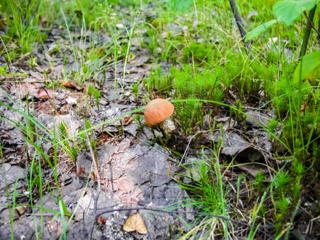 Forest mushrooms. Edible mushrooms in the forest litter. Mushrooms in the forest