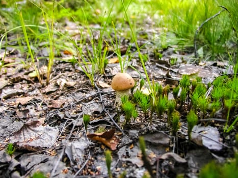 Forest mushrooms. Edible mushrooms in the forest litter. Mushrooms in the forest