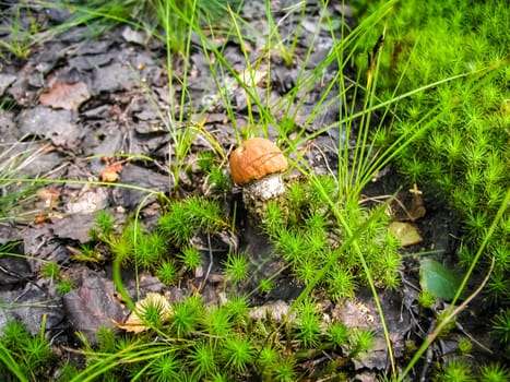 Forest mushrooms. Edible mushrooms in the forest litter. Mushrooms in the forest