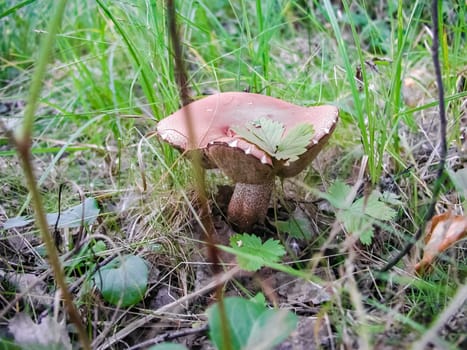 Forest mushrooms. Edible mushrooms in the forest litter. Mushrooms in the forest