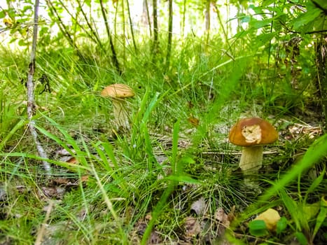 Forest mushrooms. Edible mushrooms in the forest litter. Mushrooms in the forest