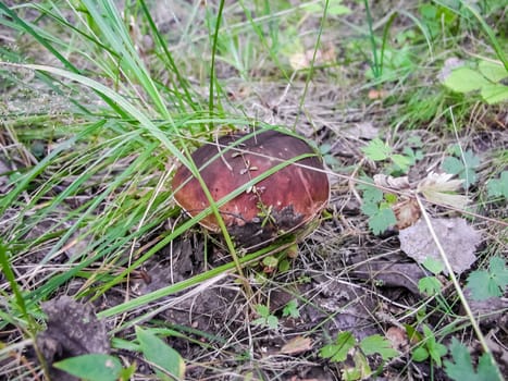 Forest mushrooms. Edible mushrooms in the forest litter. Mushrooms in the forest
