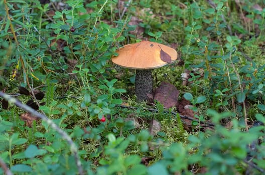 Forest mushrooms. Edible mushrooms in the forest litter. Mushrooms in the forest