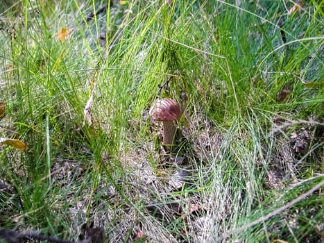 Forest mushrooms. Edible mushrooms in the forest litter. Mushrooms in the forest