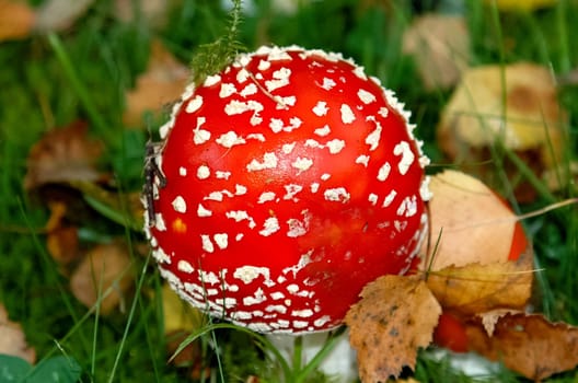 Forest mushrooms. Edible mushrooms in the forest litter. Mushrooms in the forest