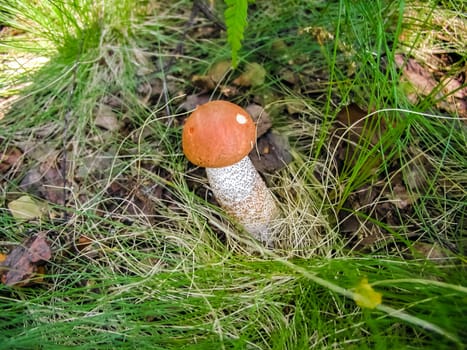 Forest mushrooms. Edible mushrooms in the forest litter. Mushrooms in the forest