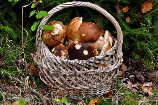 Forest mushrooms. Edible mushrooms in the forest litter. Mushrooms in the forest