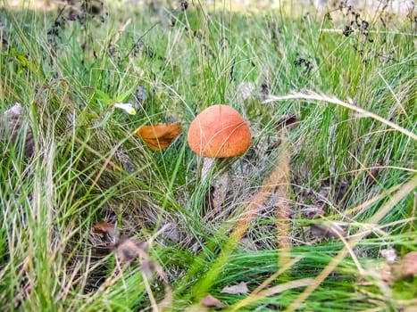 Forest mushrooms. Edible mushrooms in the forest litter. Mushrooms in the forest