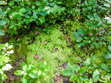 Forest mushrooms. Edible mushrooms in the forest litter. Mushrooms in the forest