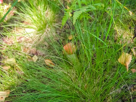 Forest mushrooms. Edible mushrooms in the forest litter. Mushrooms in the forest