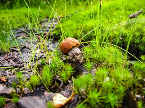 Forest mushrooms. Edible mushrooms in the forest litter. Mushrooms in the forest