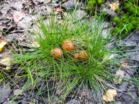 Forest mushrooms. Edible mushrooms in the forest litter. Mushrooms in the forest