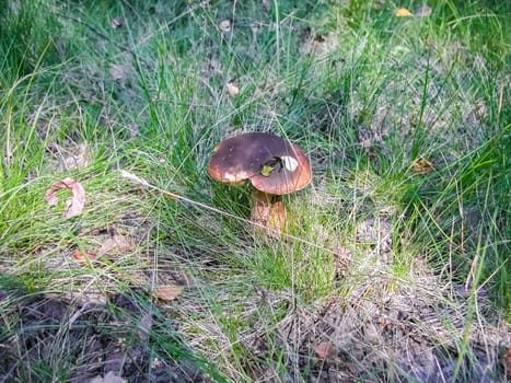 Forest mushrooms. Edible mushrooms in the forest litter. Mushrooms in the forest