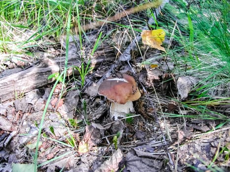 Forest mushrooms. Edible mushrooms in the forest litter. Mushrooms in the forest