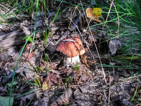 Forest mushrooms. Edible mushrooms in the forest litter. Mushrooms in the forest