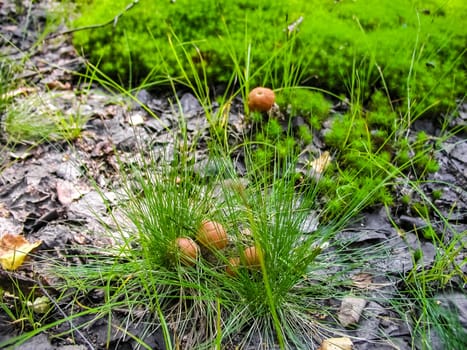 Forest mushrooms. Edible mushrooms in the forest litter. Mushrooms in the forest