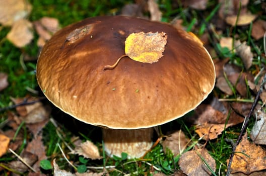 Forest mushrooms. Edible mushrooms in the forest litter. Mushrooms in the forest
