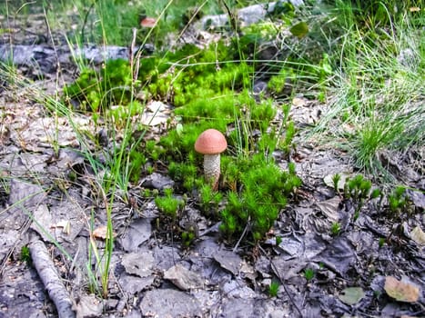 Forest mushrooms. Edible mushrooms in the forest litter. Mushrooms in the forest