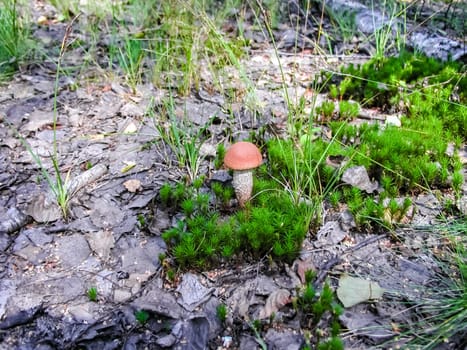 Forest mushrooms. Edible mushrooms in the forest litter. Mushrooms in the forest