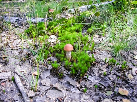Forest mushrooms. Edible mushrooms in the forest litter. Mushrooms in the forest