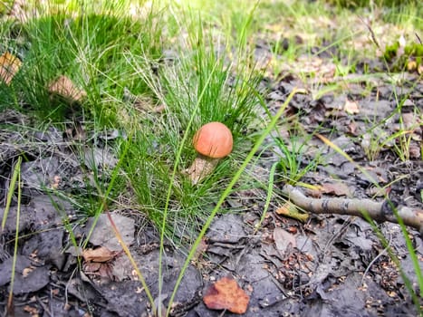Forest mushrooms. Edible mushrooms in the forest litter. Mushrooms in the forest