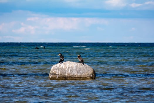 Cormorant birds ( Phalacrocoracidae ) sitting on a large stone on the Baltic Sea coast on the island of Poel near Timmendorf, Germany