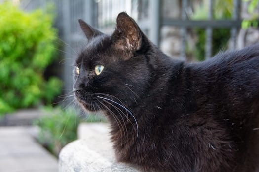 A wild black fluffy street cat on a wall, on the Canary Island of Gran Canaria in Spain