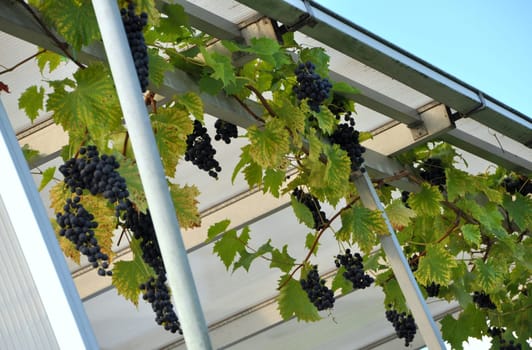 Vineyard in the yard under a canopy. An arbor from grapes.