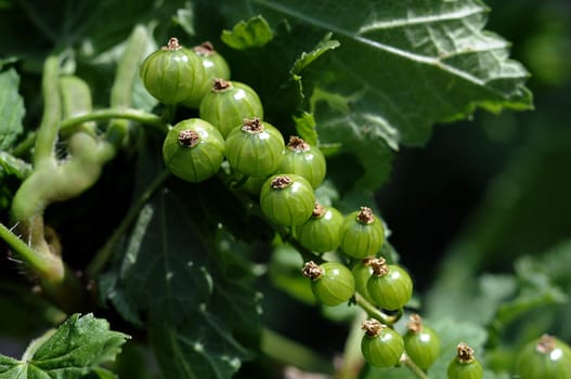 Unripe red currant. Maturing of berries on a bush.