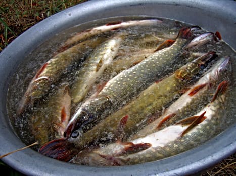 Pike in a basin from aluminum. The fresh hooked fish.