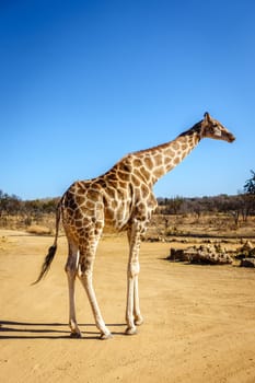 Giraffe in its natural habitat in a wildlife preserve area in Gauteng province of South Africa