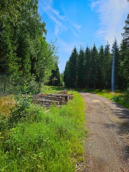 Forest path overgrown with grass. Heather at the edge of the path. Trees and forest