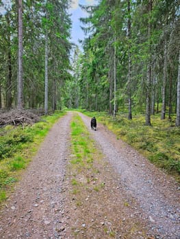 Forest path with trees at the edge. Dog on a walk. Landscape photo from Sweden, Scandinavia