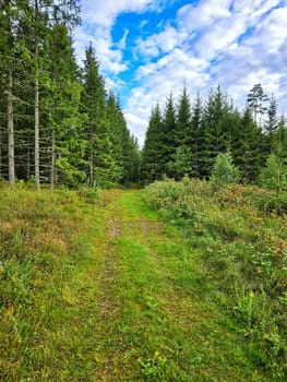 Forest path overgrown with grass. Heather at the edge of the path. Trees and forest along the path. Landscape from Sweden