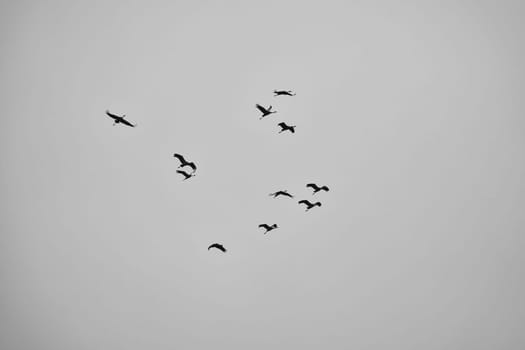 Cranes fly in V formation in the sky. Migratory birds on the Darss. Taken in black and white.