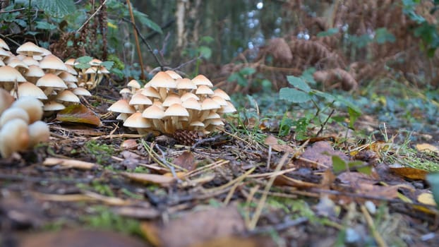 A group of mushrooms in the forest on the forest floor. Moss, pine needles on the ground. Autumn day looking for mushrooms. Macro shot from nature