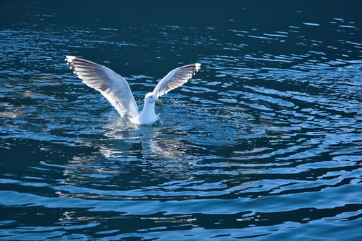 Seagulls in the water in a fjord in Norway. Daylight glistens in the sea. Animal photo from Scandinavia