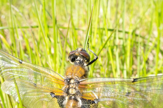 Dragonfly in the green grass. Macro shot of an insect in nature. Animal photo from the garden