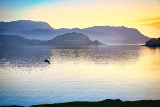 Fjord in Norway at Westcap. Seagull flies over the water before sunset. Mountains in the background. Landscape shot from Scandinavia