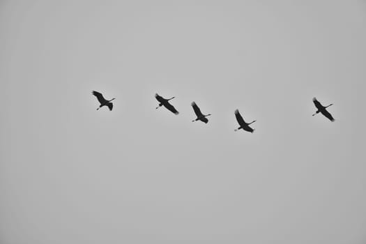 Cranes fly in V formation in the sky. Migratory birds on the Darss. Taken in black and white.