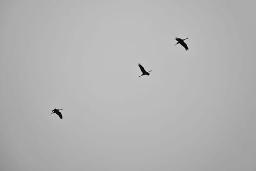 Cranes fly in V formation in the sky. Migratory birds on the Darss. Taken in black and white.