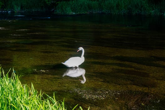 A white swan (Cygnus) stands in the shallow water of a small river in green nature